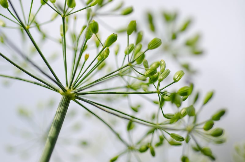 Fantasy herbs