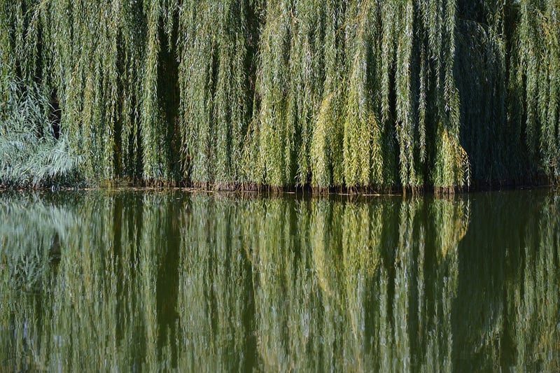 Whispering Willow